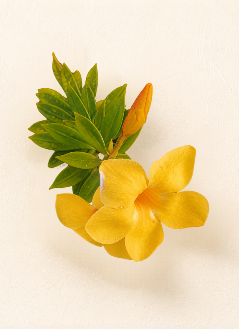 Jardin Soleil Silk Scarf